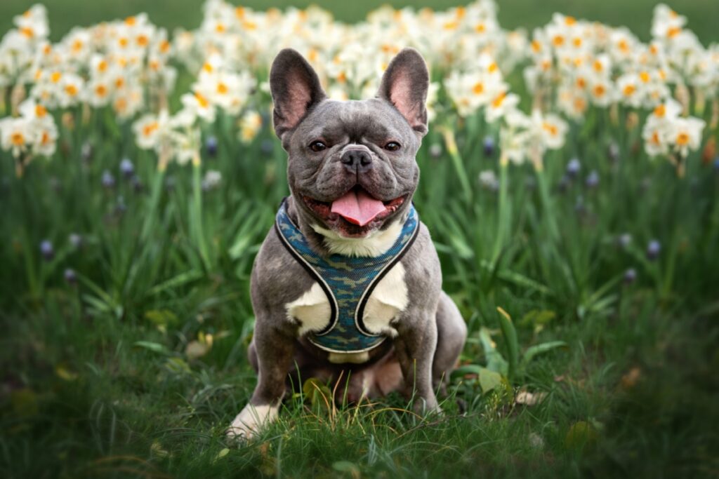 Bulldog Francese: caratteristiche, origine e cure Bulldog Francese: caratteristiche, origine e cure