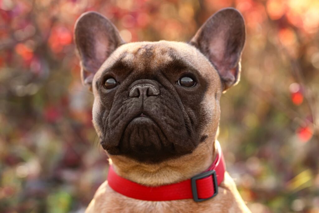 Bulldog Francese: caratteristiche, origine e cure Bulldog Francese: caratteristiche, origine e cure