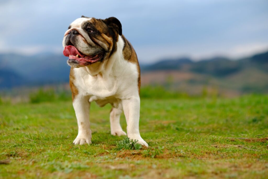 Il Bulldog Inglese: carattere, storia, caratteristiche e cura Il Bulldog Inglese: carattere, storia, caratteristiche e cura