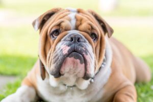 Il Bulldog Inglese: carattere, storia, caratteristiche e cura