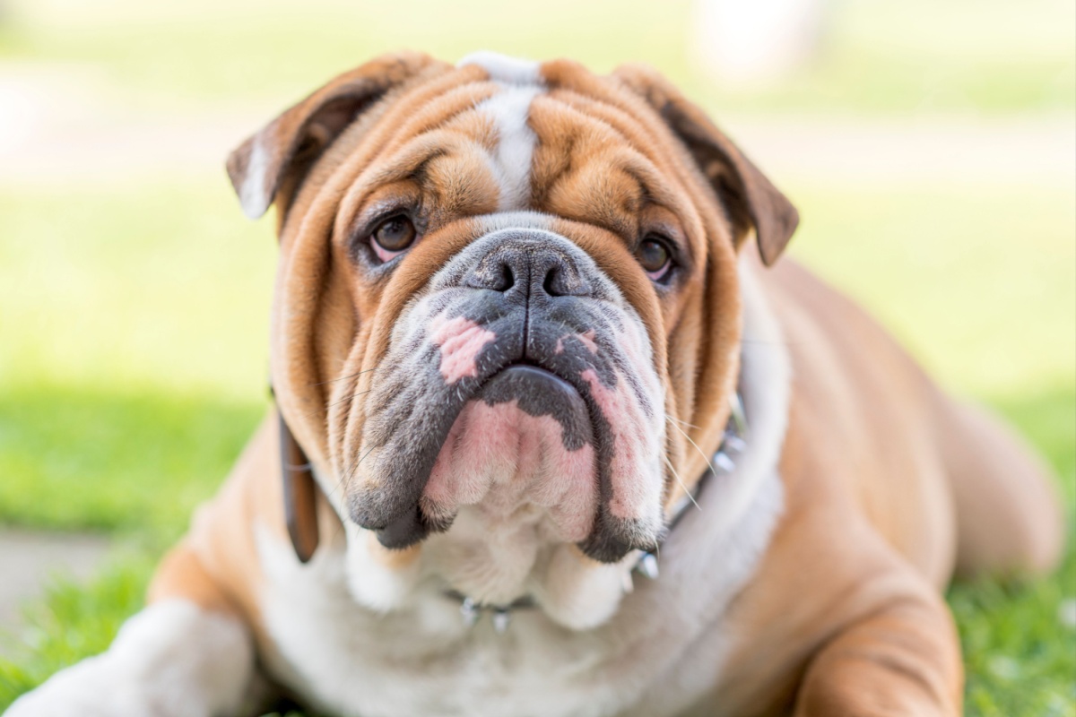 Il Bulldog Inglese: carattere, storia, caratteristiche e cura Il Bulldog Inglese: carattere, storia, caratteristiche e cura