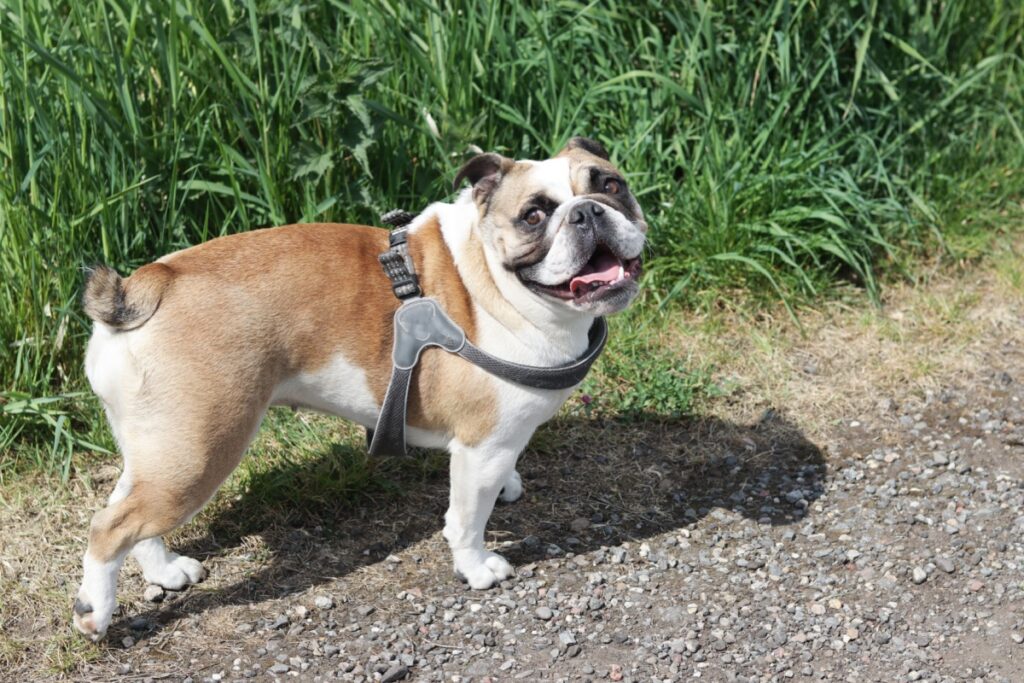 Il Bulldog Inglese: carattere, storia, caratteristiche e cura Il Bulldog Inglese: carattere, storia, caratteristiche e cura