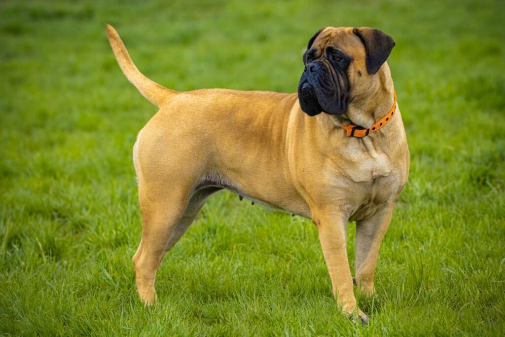Bullmastiff: il gigante gentile dalla vocazione protettiva Bullmastiff: il gigante gentile dalla vocazione protettiva