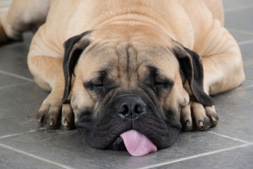 Bullmastiff: il gigante gentile dalla vocazione protettiva Bullmastiff: il gigante gentile dalla vocazione protettiva