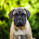 Bullmastiff: il gigante gentile dalla vocazione protettiva