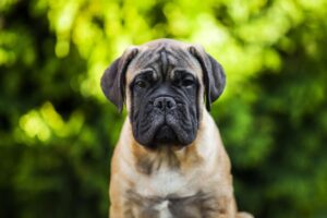 Bullmastiff: il gigante gentile dalla vocazione protettiva
