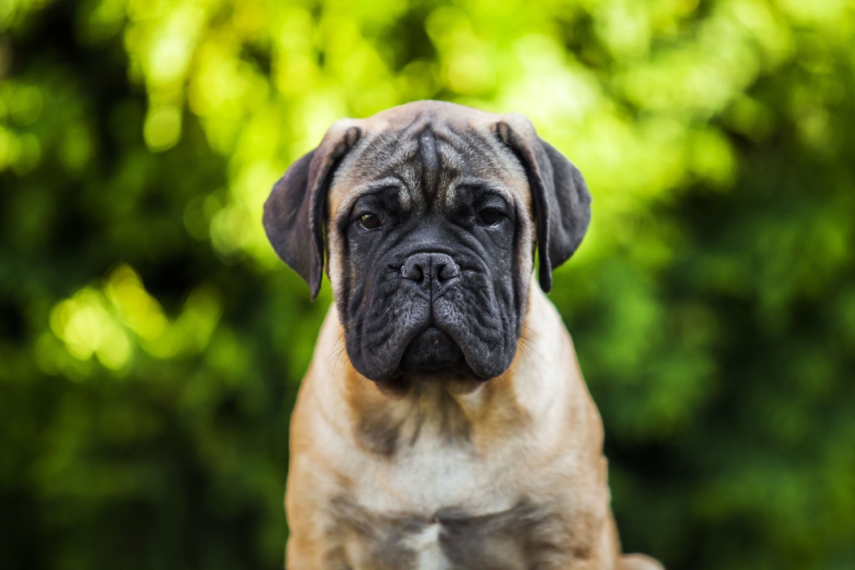 Bullmastiff: il gigante gentile dalla vocazione protettiva Bullmastiff: il gigante gentile dalla vocazione protettiva