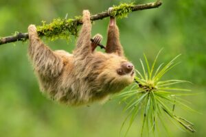Bradipo di Hoffmann (Choloepus hoffmanni): caratteristiche, habitat e alimentazione