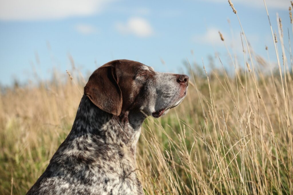 Bracco Tedesco a pelo corto: un cane da caccia completo e affettuoso