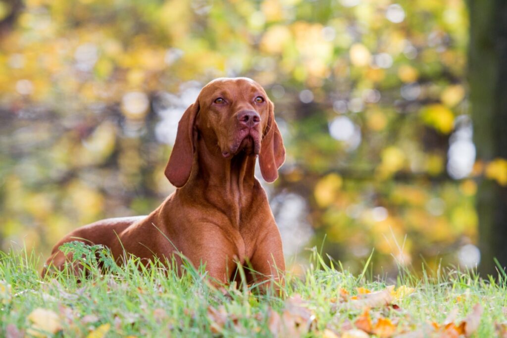 Bracco Ungherese a pelo corto (Vizsla) Bracco Ungherese a pelo corto (Vizsla)