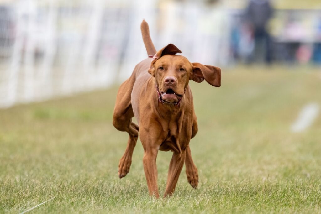 Bracco Ungherese a pelo corto (Vizsla) Bracco Ungherese a pelo corto (Vizsla)