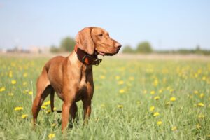 Bracco Ungherese a pelo corto (Vizsla)