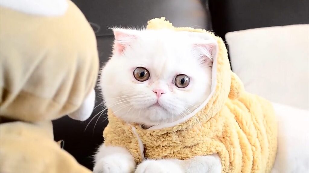 Gatto Exotic Shorthair: carattere dolce e aspetto da piccolo Persiano