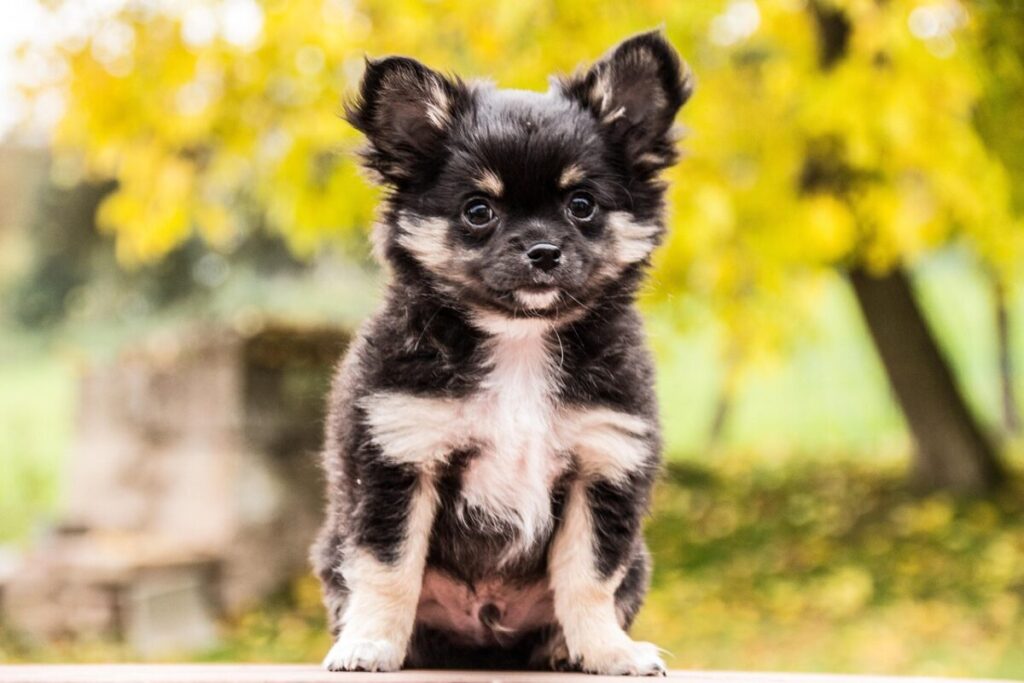 Chihuahua: caratteristiche, carattere e consigli per prendersene cura Chihuahua: caratteristiche, carattere e consigli per prendersene cura