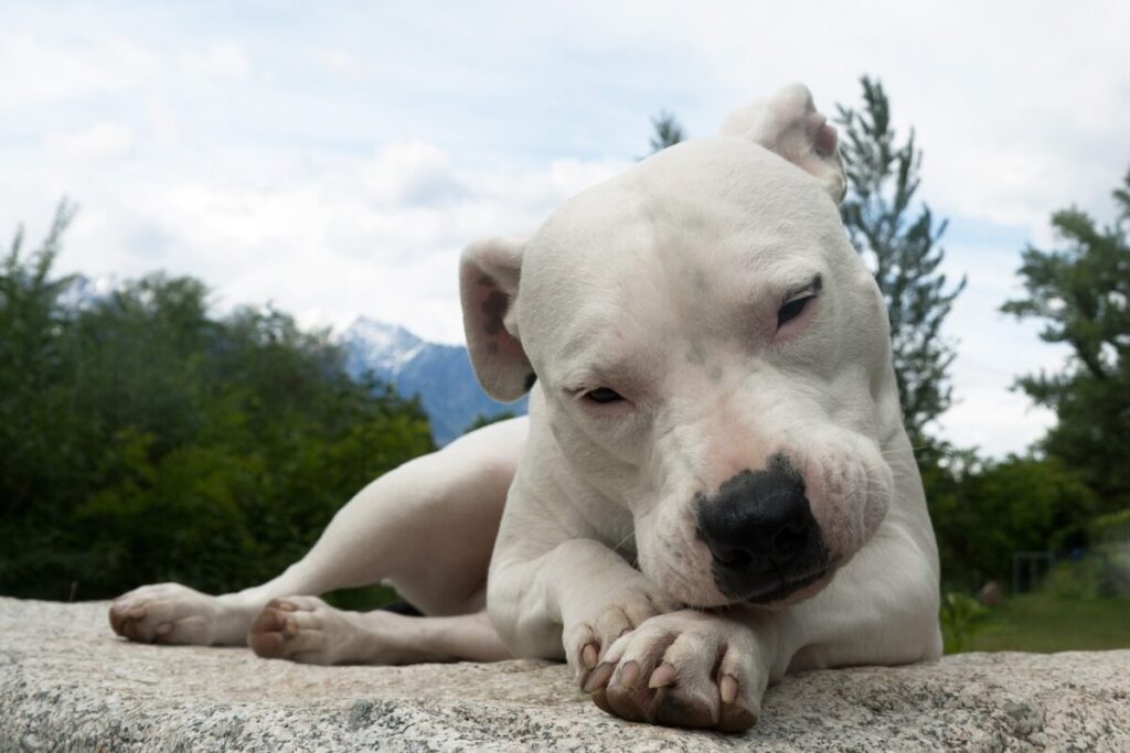 Dogo Argentino: caratteristiche, carattere e consigli per crescerlo al meglio Dogo Argentino: caratteristiche, carattere e consigli per crescerlo al meglio