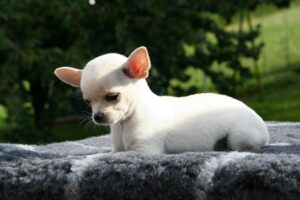 Chihuahua: caratteristiche, carattere e consigli per prendersene cura