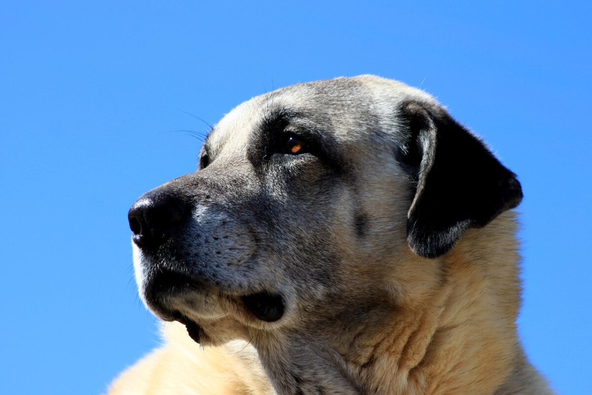Kangal: il cane custode dell’Anatolia forte, leale e protettivo