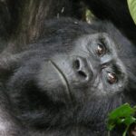 Gorilla orientale (Gorilla beringei): caratteristiche, habitat e stato di conservazione