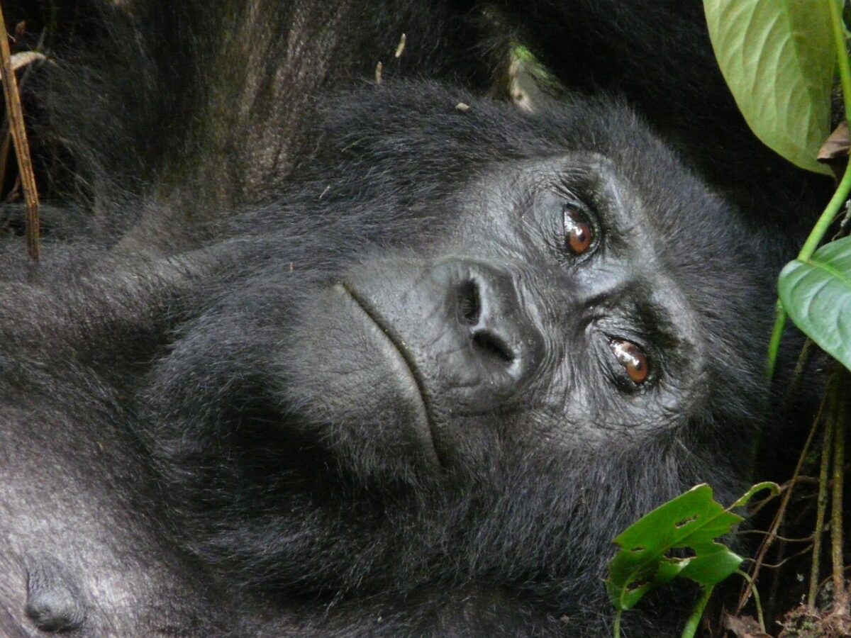 Gorilla orientale (Gorilla beringei): caratteristiche, habitat e stato di conservazione