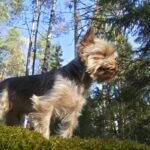 Kerry Blue Terrier: il terrier irlandese dal carattere forte e dal mantello blu