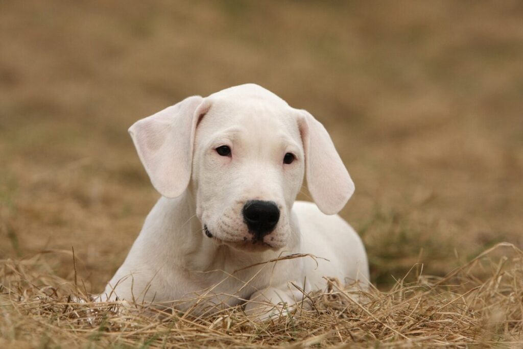 Dogo Argentino: caratteristiche, carattere e consigli per crescerlo al meglio Dogo Argentino: caratteristiche, carattere e consigli per crescerlo al meglio