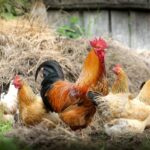 Gallina Polish o Olandese Ciuffata: caratteristiche, carattere e guida completa all’allevamento