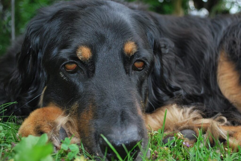 Hovawart: carattere, origini e caratteristiche del nobile cane da guardia tedesco