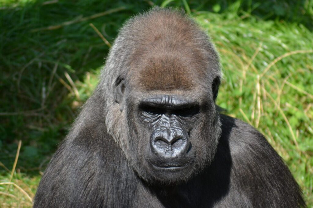 Gorilla occidentale (Gorilla gorilla): caratteristiche, habitat e curiosità