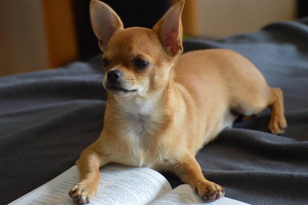 Chihuahua: caratteristiche, carattere e consigli per prendersene cura Chihuahua: caratteristiche, carattere e consigli per prendersene cura