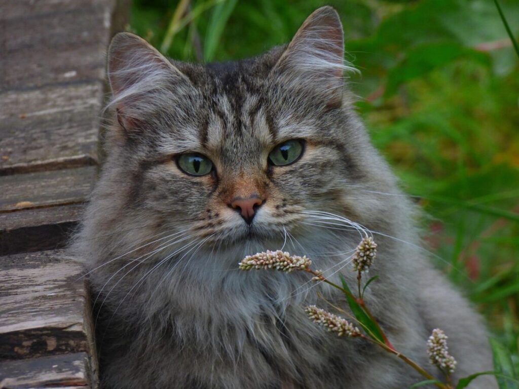 Gatto Norvegese delle Foreste: storia, caratteristiche e come prendersene cura