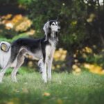Greyhound o Levriero Inglese: il cane più veloce del mondo