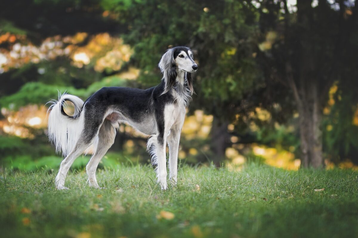 Greyhound o Levriero Inglese: il cane più veloce del mondo