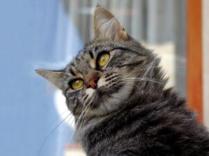 Gatto Europeo: caratteristiche, carattere e consigli per prendersene cura