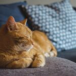 Gatto Ashera: il felino ibrido più costoso e discusso al mondo