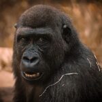 Gorilla occidentale (Gorilla gorilla): caratteristiche, habitat e curiosità