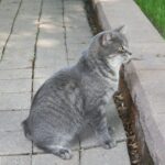 Gatto Manx: il felino senza coda dall’Isola di Man