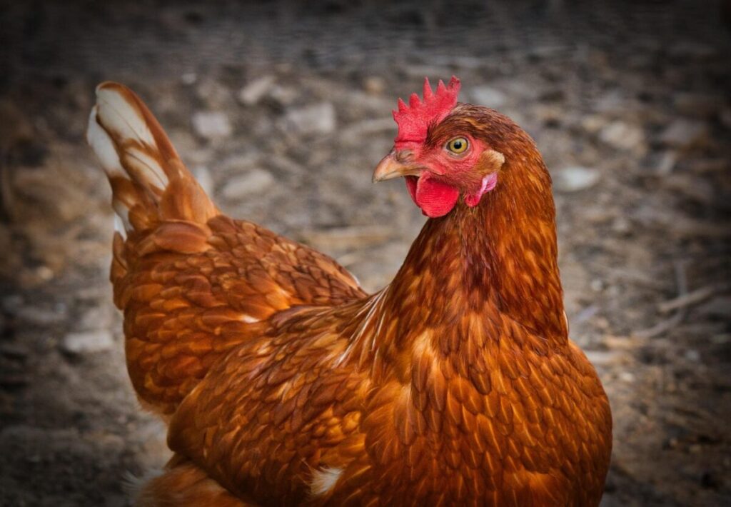 Gallina Polish o Olandese Ciuffata: caratteristiche, carattere e guida completa all’allevamento