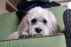 Cockapoo: caratteristiche, carattere e cure del dolce incrocio tra Cocker e Barboncino