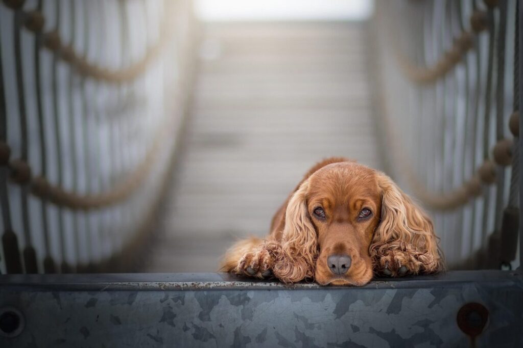 Cocker Spaniel Inglese: carattere, origini, cura e salute