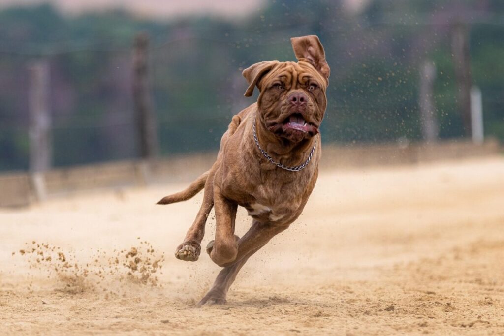 Dogo di Bordeaux: carattere, cure e caratteristiche di un gigante buono Dogo di Bordeaux: carattere, cure e caratteristiche di un gigante buono