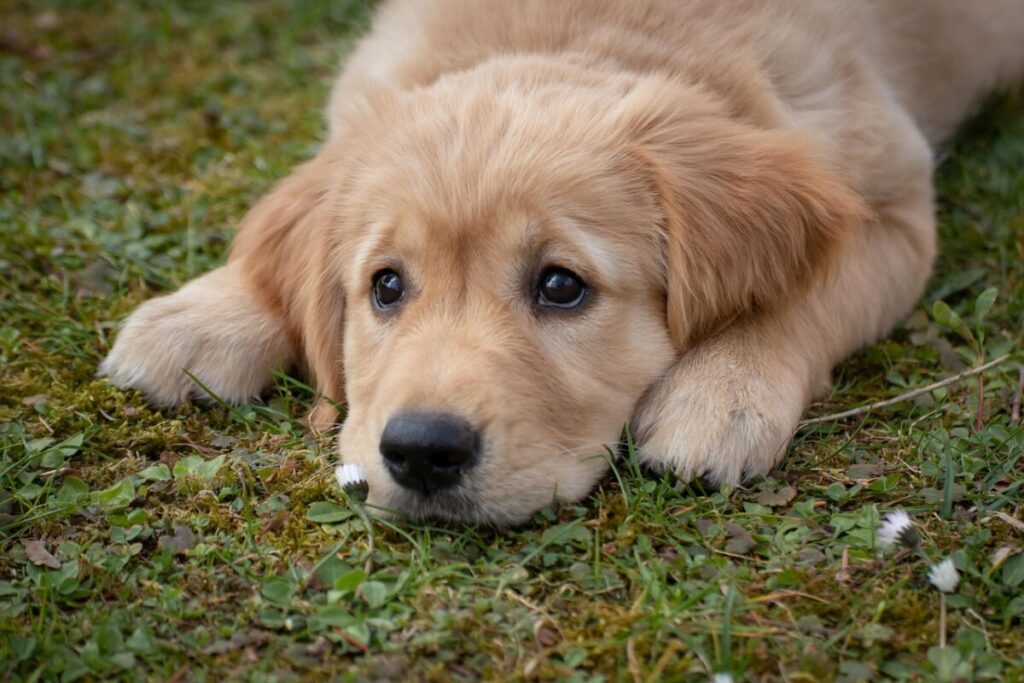 Golden Retriever: carattere, aspetto e consigli per prendersene cura