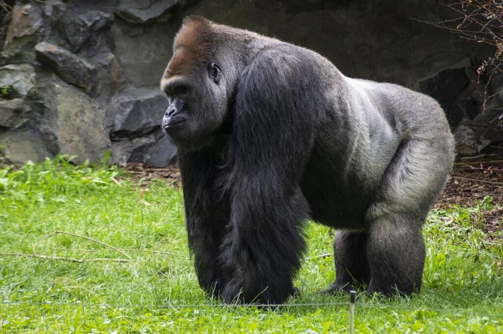 Gorilla orientale (Gorilla beringei): caratteristiche, habitat e stato di conservazione