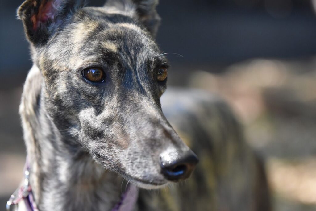 Greyhound o Levriero Inglese: il cane più veloce del mondo