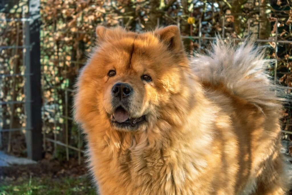Chow Chow: caratteristiche, carattere e cura del cane dalla lingua blu Chow Chow: caratteristiche, carattere e cura del cane dalla lingua blu