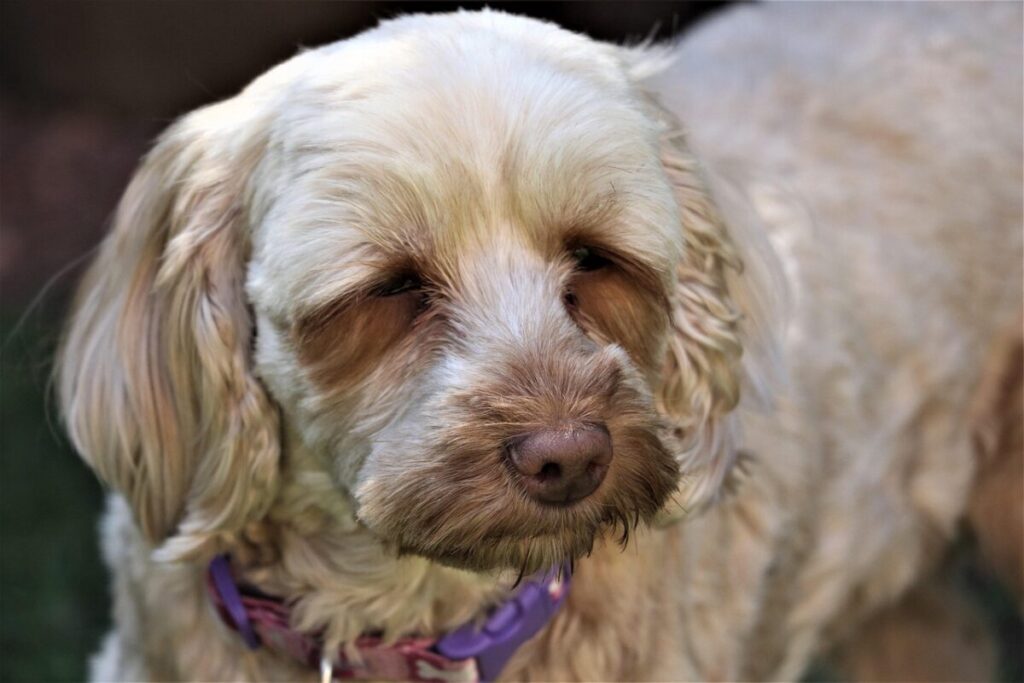 Cockapoo: caratteristiche, carattere e cure del dolce incrocio tra Cocker e Barboncino