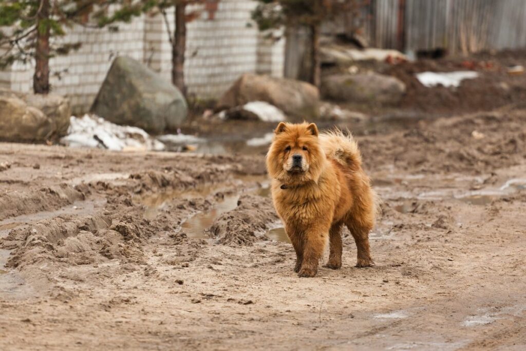 Chow Chow: caratteristiche, carattere e cura del cane dalla lingua blu Chow Chow: caratteristiche, carattere e cura del cane dalla lingua blu