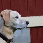 Goldador (Golden Lab): carattere, caratteristiche e cure del cane ibrido più affettuoso