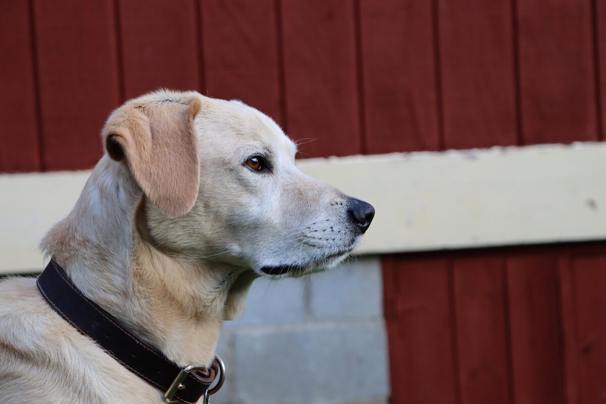 Goldador (Golden Lab): carattere, caratteristiche e cure del cane ibrido più affettuoso
