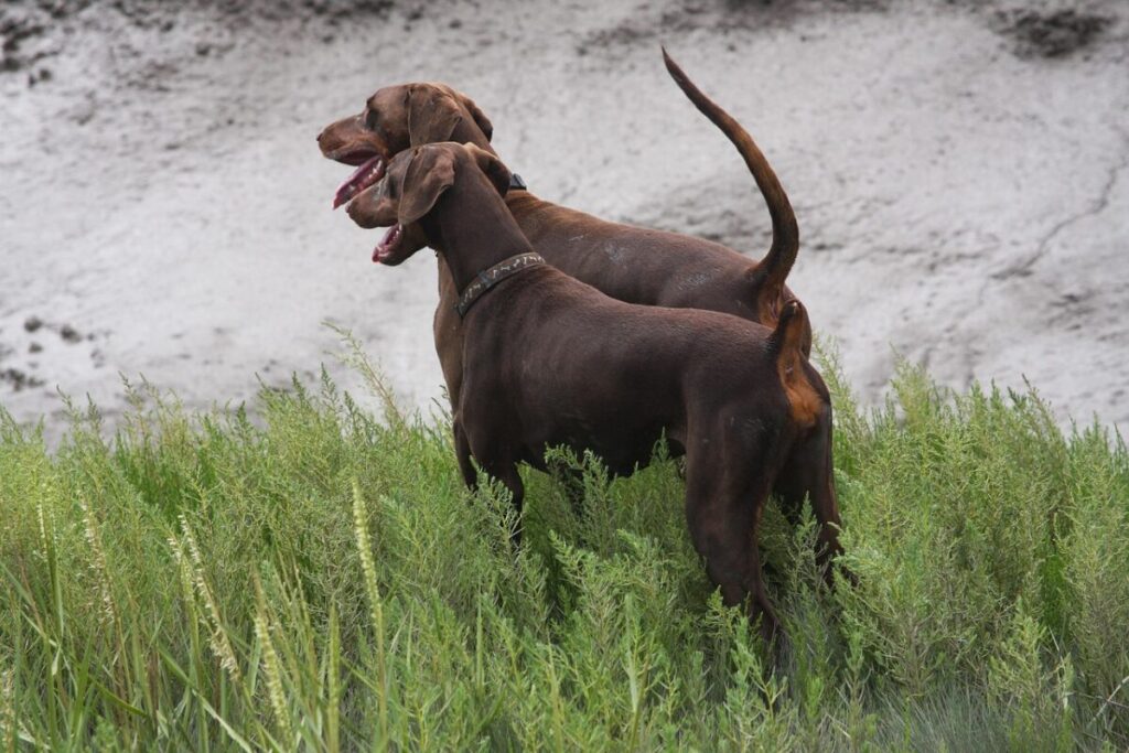 Dobermann: elegante, intelligente e incredibilmente leale