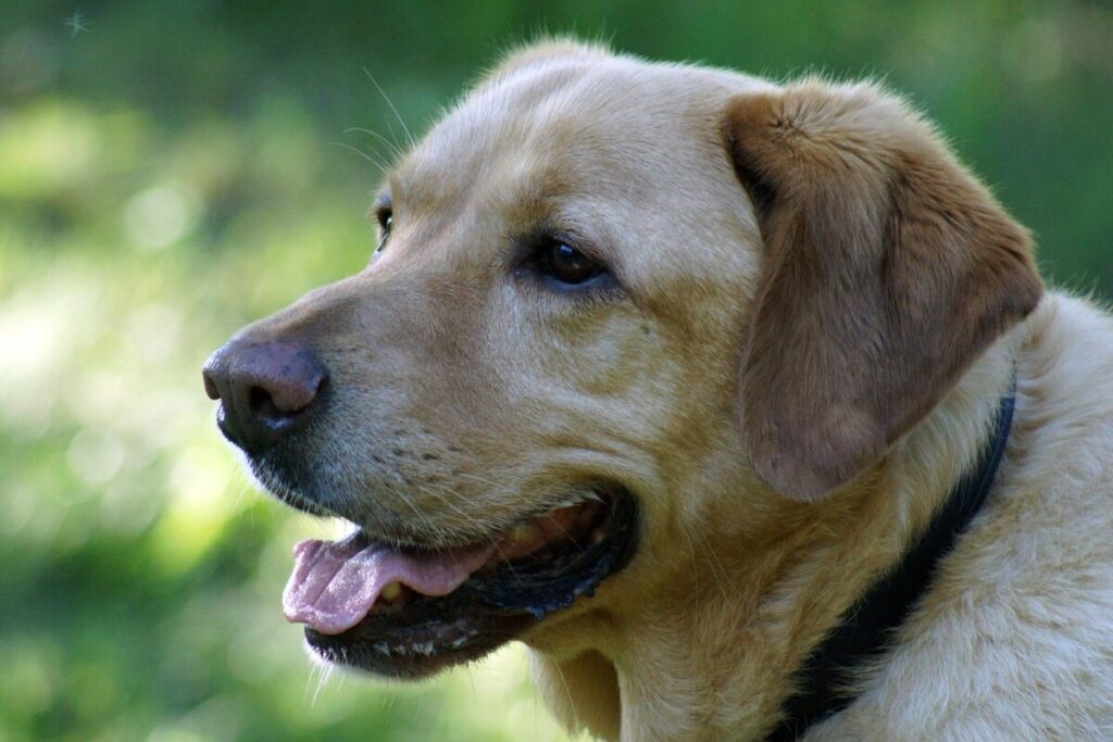 Goldador (Golden Lab): carattere, caratteristiche e cure del cane ibrido più affettuoso